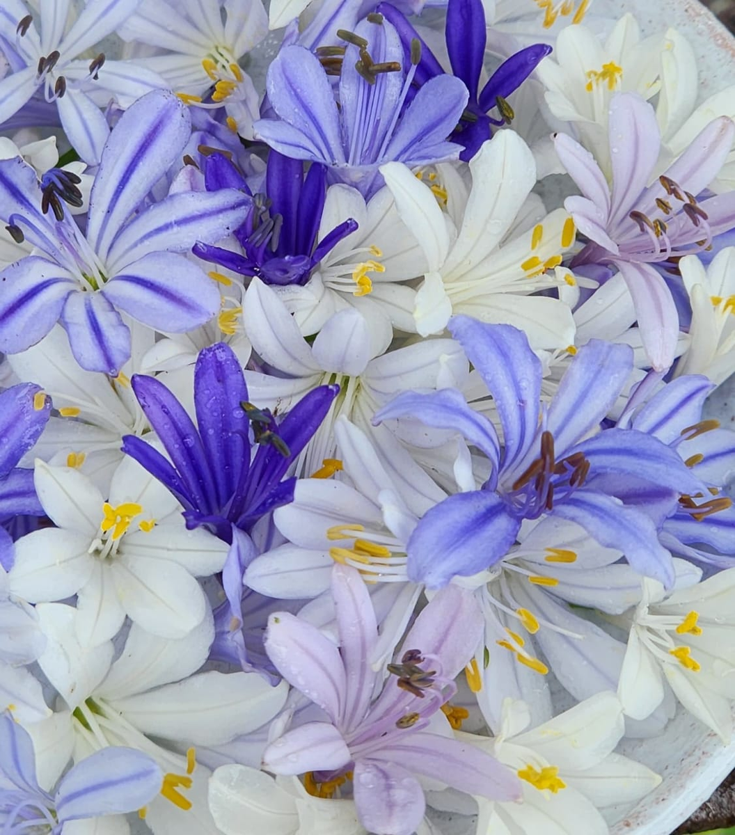 ラストT.barfussii From Hanauchu Kunzo Agapanthus - Deluxe – Plants Direct