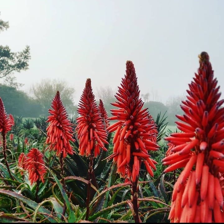 Aloe  Plants Direct