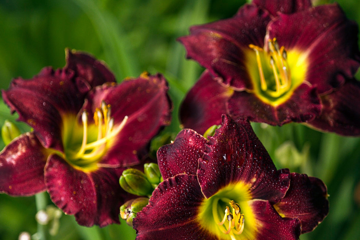 Daylilies – Plants Direct