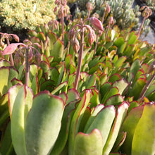 Load image into Gallery viewer, Cotyledon spoon (3 Plants)