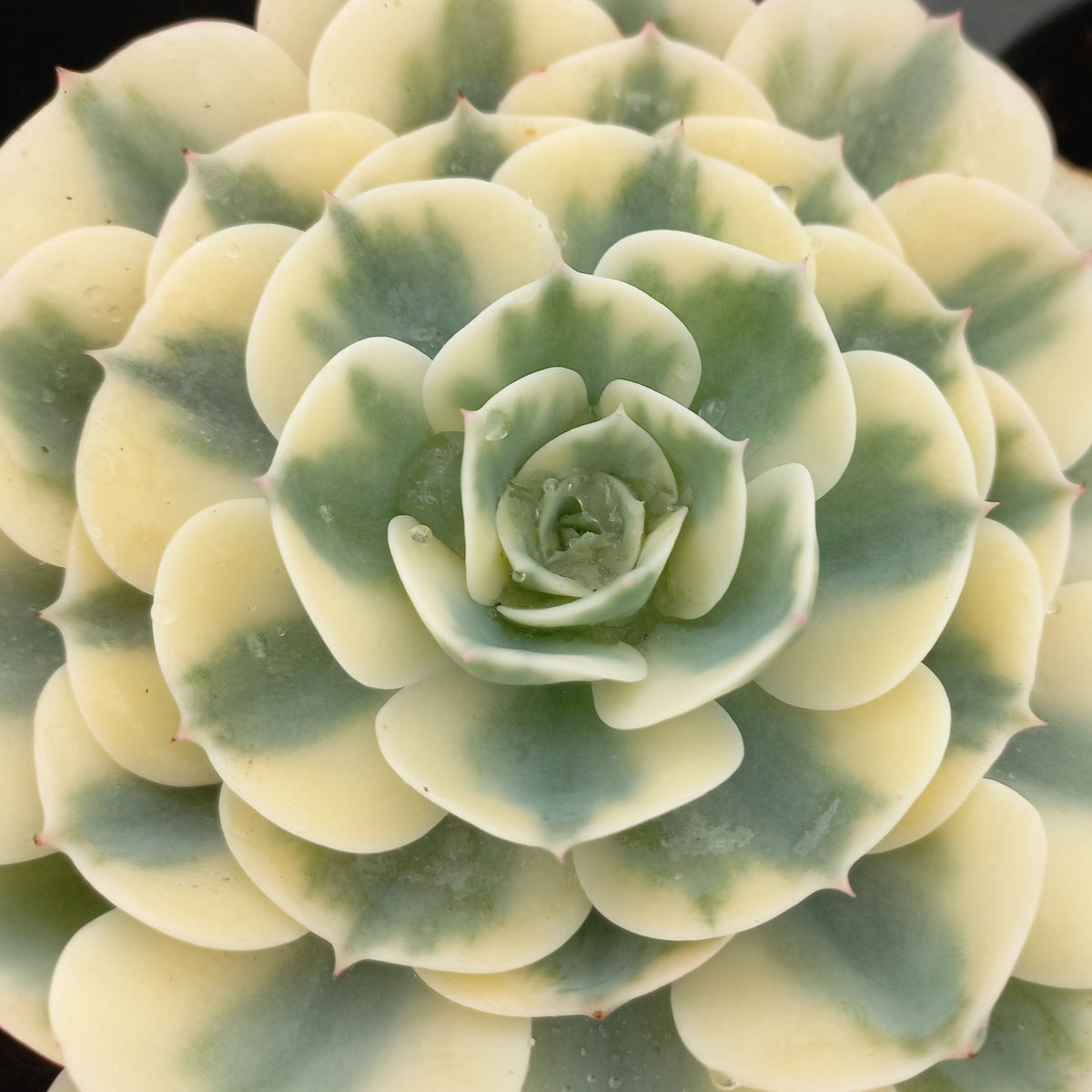 compton carousel succulent for sale Echeveria Crompton Carousel (1 Plant) – Plants Direct