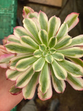 Load image into Gallery viewer, Aeonium Mardi Gras (1 Plants)