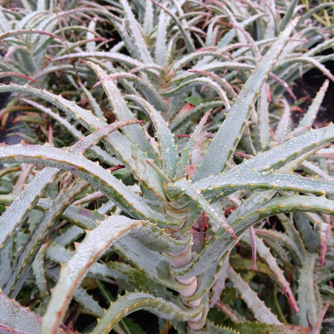 Aloe arborescens Mr. Winter (3 Plants) – Plants Direct