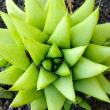 Load image into Gallery viewer, Haworthia Green Star (3 Plants)