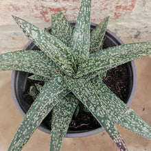 Load image into Gallery viewer, Gasteria Starship (1 Plant)