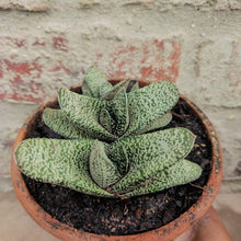 Load image into Gallery viewer, Gasteria Polaris (1 Plant)