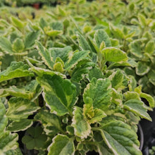 Load image into Gallery viewer, Plectranthus madagascariensis Vareigata (1 Plant)