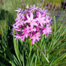 Load image into Gallery viewer, Tulbaghia violacea