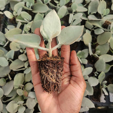 Load image into Gallery viewer, Kalanchoe bracteata "Silver Spoons" (3 Plants)