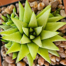 Load image into Gallery viewer, Haworthia Green Star (3 Plants)