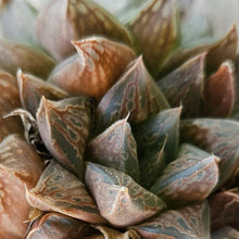 Load image into Gallery viewer, Haworthia Antique Windows (1 Plant)