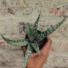 Load image into Gallery viewer, Gasteria Starship (1 Plant)