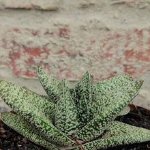 Load image into Gallery viewer, Gasteria Polaris (1 Plant)