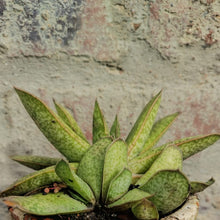 Load image into Gallery viewer, Gasteria  Yada Yada (1 plant)