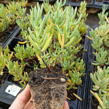 Load image into Gallery viewer, Lamparathus large Purple