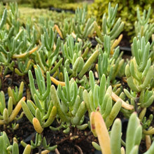 Load image into Gallery viewer, Lamparathus large Purple