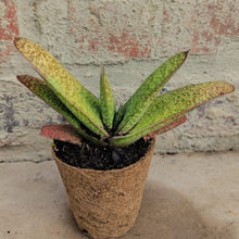 Load image into Gallery viewer, Gasteria  Yellow Bird (1 plant)