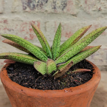 Load image into Gallery viewer, Gasteria  Yellow Bird (1 plant)