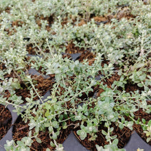 Load image into Gallery viewer, Helichrysum cymosum (1 Plant)