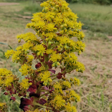 Load image into Gallery viewer, Aeonium Schwarzkopf (3 Plants)