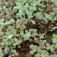 Load image into Gallery viewer, Crassula fragilis (3 Plants)