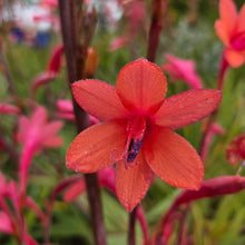 Load image into Gallery viewer, Watsonia meriana Lipstick (3 Bulbs)