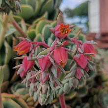 Load image into Gallery viewer, Echeveria Seattle Blue