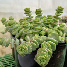 Load image into Gallery viewer, Crassula 'Baby's Necklace'  (3 Plants)