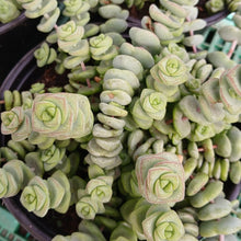 Load image into Gallery viewer, Crassula 'Baby's Necklace'  (3 Plants)