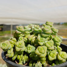 Load image into Gallery viewer, Crassula 'Baby's Necklace'  (3 Plants)