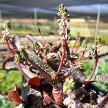 Load image into Gallery viewer, Ledebouria socialis  RARE