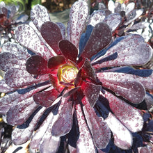 Load image into Gallery viewer, Aeonium Collection (15 Young Plants)