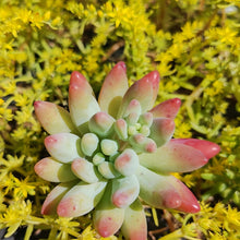 Load image into Gallery viewer, Sedum Fat Fred (3 Plants)