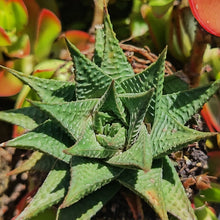 Load image into Gallery viewer, Haworthiopsis limifolia (1Plant)