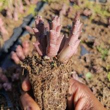 Load image into Gallery viewer, Orbea Variegata (3 Plants)