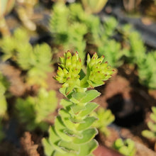 Load image into Gallery viewer, Crassula Dejecta(3 Plants)