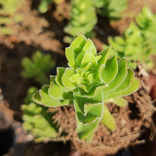 Load image into Gallery viewer, Crassula Dejecta(3 Plants)