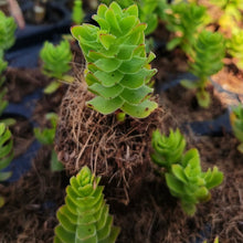 Load image into Gallery viewer, Crassula Dejecta(3 Plants)