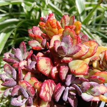 Load image into Gallery viewer, Kalanchoe Humilis (3 Plants)