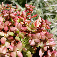 Load image into Gallery viewer, Crassula Red Shore (3 Plants)