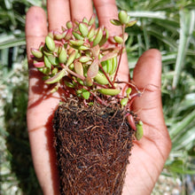 Load image into Gallery viewer, Crassula Red Shore (3 Plants)
