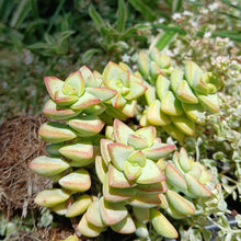 Load image into Gallery viewer, Crassula rupestris (3 Plants)