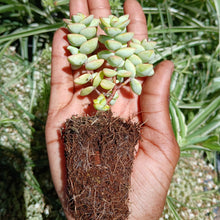 Load image into Gallery viewer, Crassula rupestris (3 Plants)