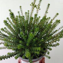 Load image into Gallery viewer, Agathosma ovata Glentana (1 Plant)