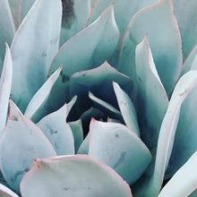 Load image into Gallery viewer, Echeveria Cante Madison (1 Plant) RARE