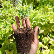 Load image into Gallery viewer, Salvia Lemon queen (1 Plant)