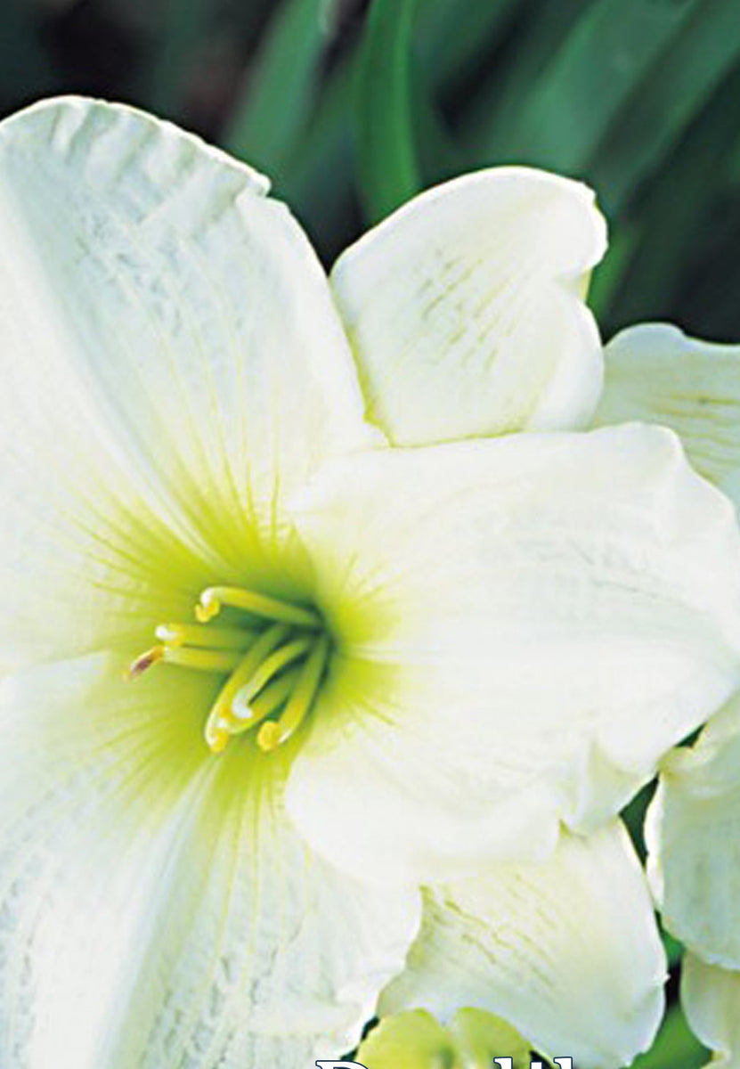 Daylily - Moment of Truth – Plants Direct