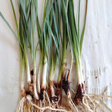 Load image into Gallery viewer, Tulbaghia violacea