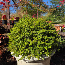 Load image into Gallery viewer, Portulacaria afra - Little Jim (3 Plants)