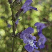 Load image into Gallery viewer, Salvia Beautiful blue (1 Plant)